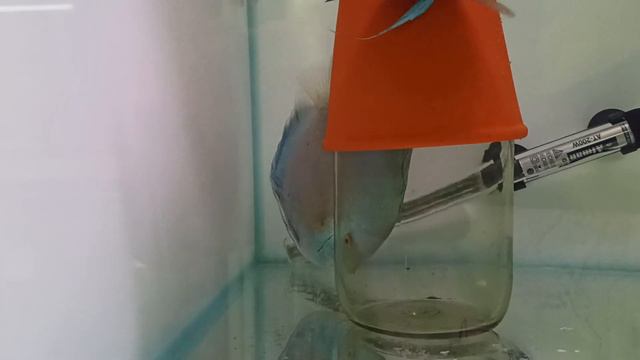 Самцы превращаются в самок ))) смотреть онлайн