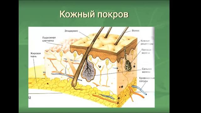 Омуралиева Гулсара Кушатовна б.и.к. профессор ОГПИ. "Сут эмуучулор классы" смотреть онлайн