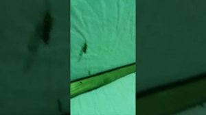 Ловля бабочек на свет 8.06.2021