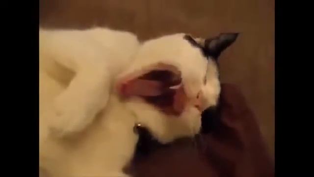Ничто человеческое им не чуждо - смешная кошачья зевуха смотреть онлайн