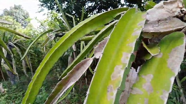 Так растёт драконий фрукт. Камбоджа.