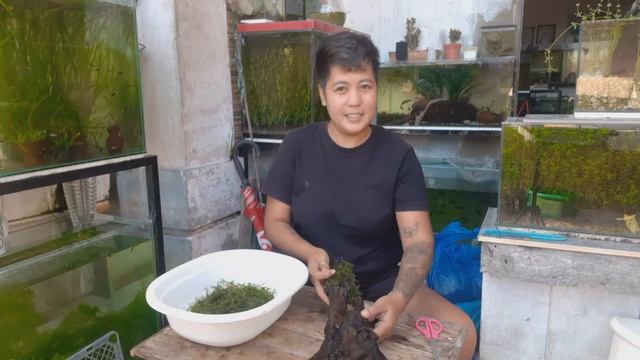 How to attach java moss on driftwood смотреть онлайн