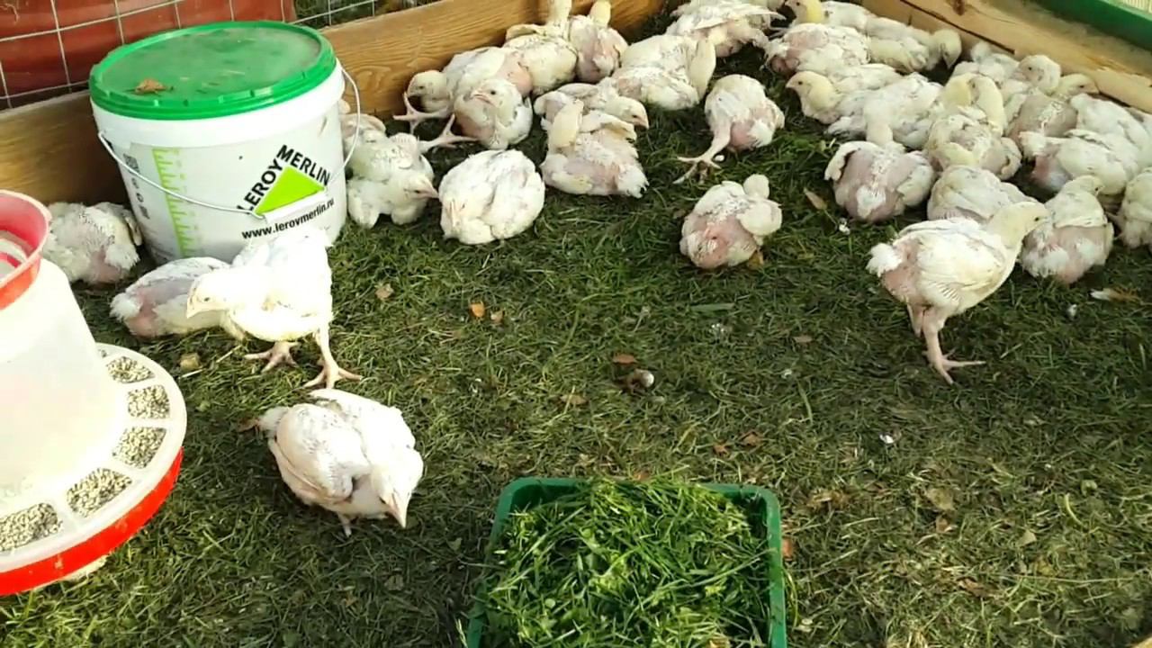 Содержание бройлера в теплице смотреть онлайн