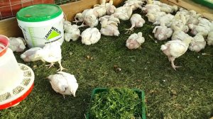 Содержание бройлера в теплице