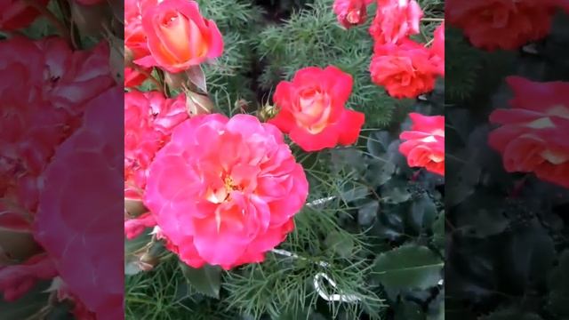 Мидсаммер роза смотреть онлайн