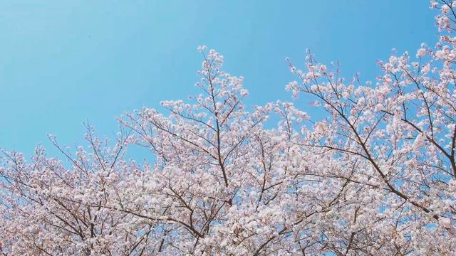 ~samurai music~ Lofi hip hop mix ~ Stress Relief, Relaxing Music смотреть онлайн