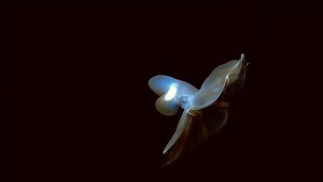 Загадки подводного мира/Mysteries of the underwater world смотреть онлайн