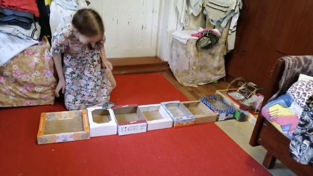 Дрессировка хомяка. Как хомяк бегает с препятствиями в домик смотреть онлайн