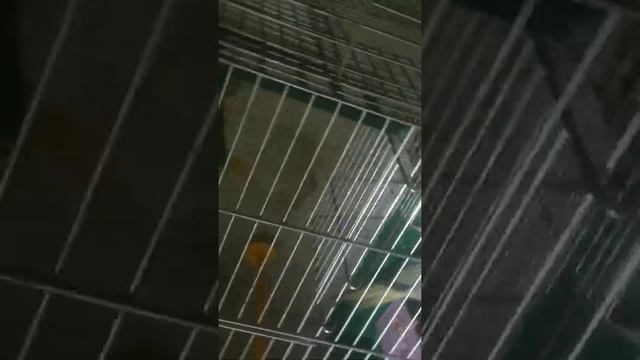 Птички ещё не говорят странно смотреть онлайн