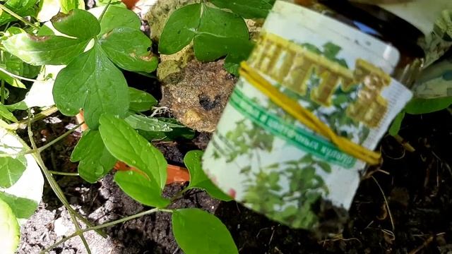 РАЗМНОЖЕНИЕ КЛЕМАТИСА , 100% УКОРЕНЕНИЕ ! ПОДМОСКОВЬЕ , юго-запад. смотреть онлайн