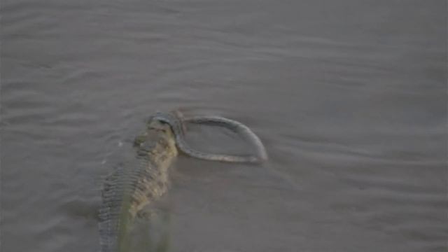 Crocodile Attacks a Python! смотреть онлайн