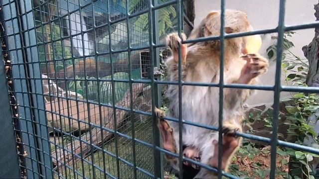 В ЗООПАРКЕ // КАРЛИКОВЫЕ ИГРУНКИ // видео 18 смотреть онлайн