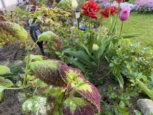 Колеусы/ рассадила на пмж/ нюансы/??