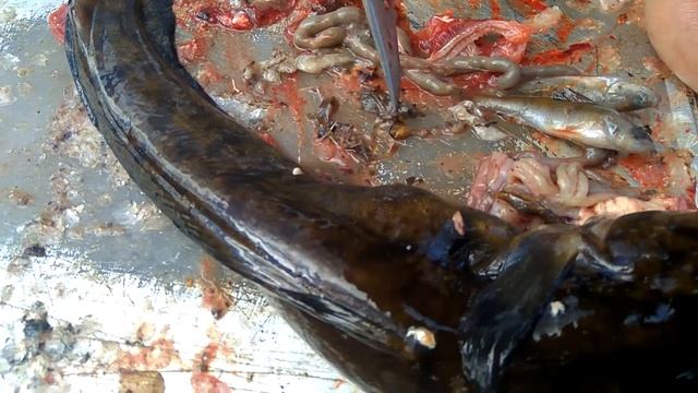 Что ест Налим Осенью? смотреть онлайн