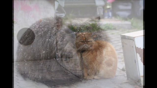 И еще котяры смотреть онлайн