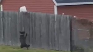 Смешные животные они такие!