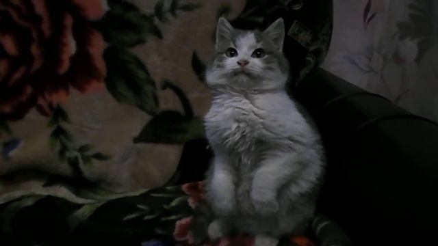 Кот сурикат смотреть онлайн
