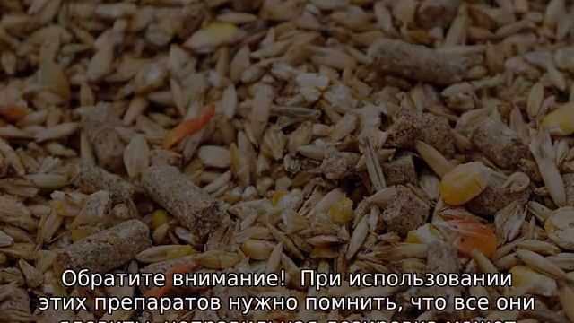 Пероед у кур: как избавиться