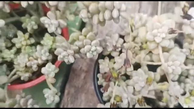 Diferença entre os Seduns Mirinae e Mendonzae e a Echeveria Querência e o Graptoveria Hellen. смотреть онлайн