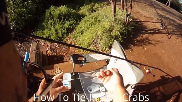 How To Bait Using Live Crab! смотреть онлайн