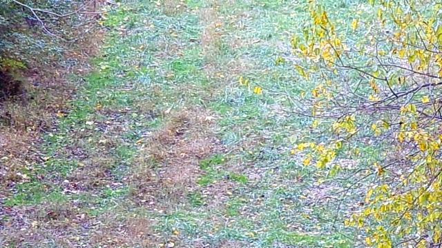 10/27/2022 kodak az401 deer video 2 смотреть онлайн