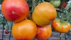 ОЧЕНЬ УРОЖАЙНЫЕ и КРУПНОПЛОДНЫЕ ТОМАТЫ!