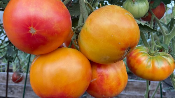 ОЧЕНЬ УРОЖАЙНЫЕ и КРУПНОПЛОДНЫЕ ТОМАТЫ!