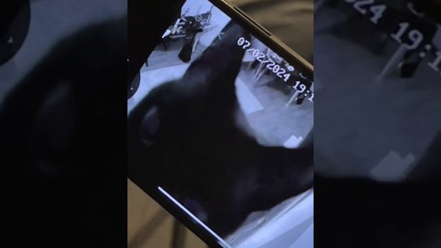 Кто наблюдает за наблюдателями? смотреть онлайн