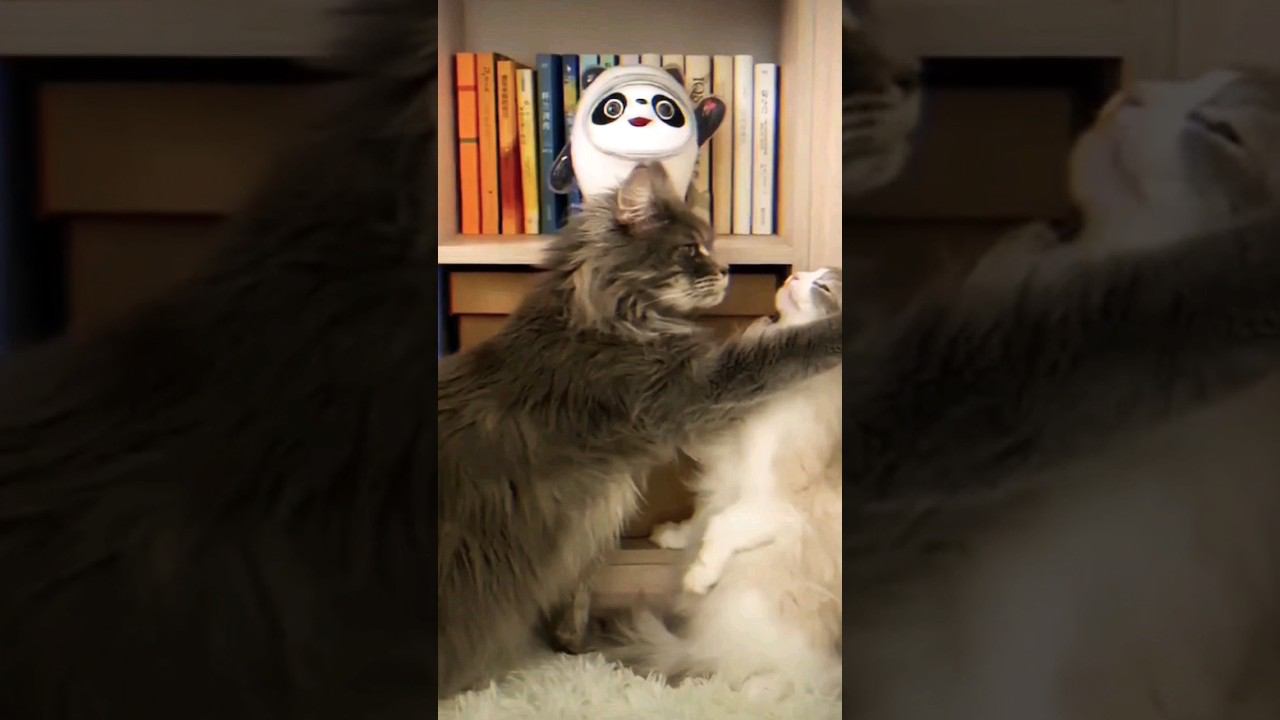 ▷Кошачья любовь◁ смотреть онлайн