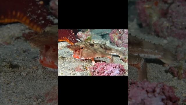 НЕТОПЫРЬ ДАРВИНА МОРСКОЙ ЧЕРТ смотреть онлайн