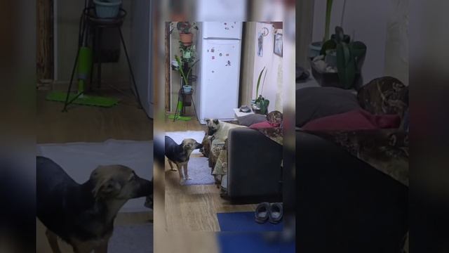 Вы тоже видите и слышите Ангелов?☺️?? смотреть онлайн