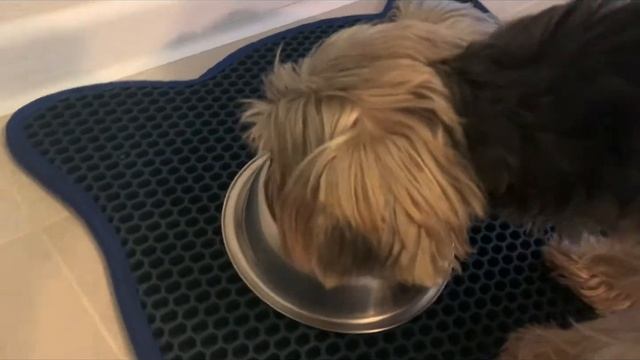 Коврик под миску, лоток для кошек и собак смотреть онлайн