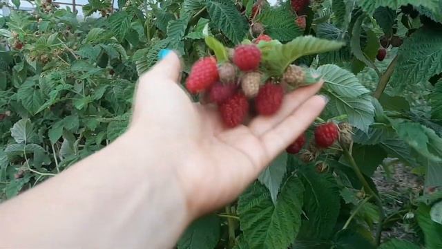 Малина Нижегородец. Этот сорт меня удивил! смотреть онлайн