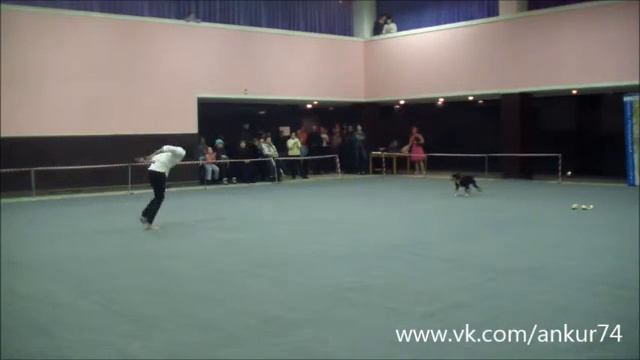 Александра Комарова и энтлебухер зенненхунд Шкода (Екатеринбург) Прогресс фристайл 3 место смотреть онлайн