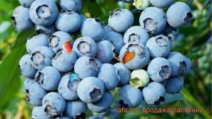 Голубика высокорослая Эрлиблю (early blue) ? обзор: как сажать, саженцы голубики Эрлиблю