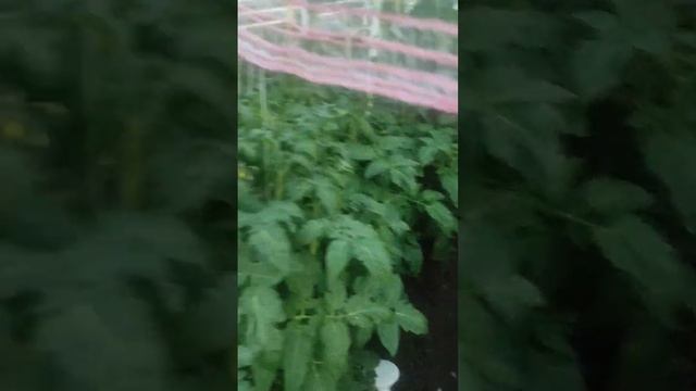 Часть 2. Теплица из ПВХ труб #дача #теплица #теплицасвоимируками #теплицаурожай #diy #дачасадогород смотреть онлайн