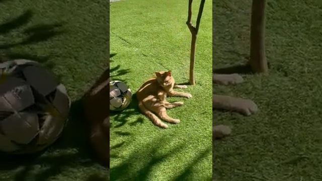 Греция. Как живется животным в Греции. Хорошая погода, отличный уход. смотреть онлайн