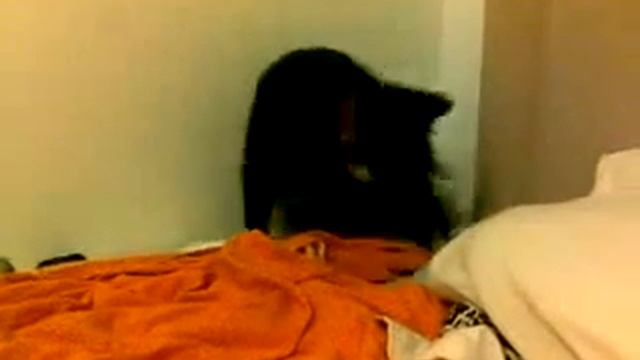 Funny cat - Trying to catch its tail.flv смотреть онлайн