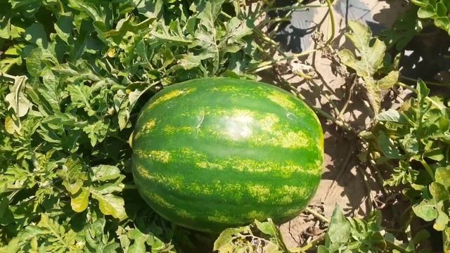 Кримсон Руби - стандарт раннего арбуза (65 дней от высадки рассады). смотреть онлайн