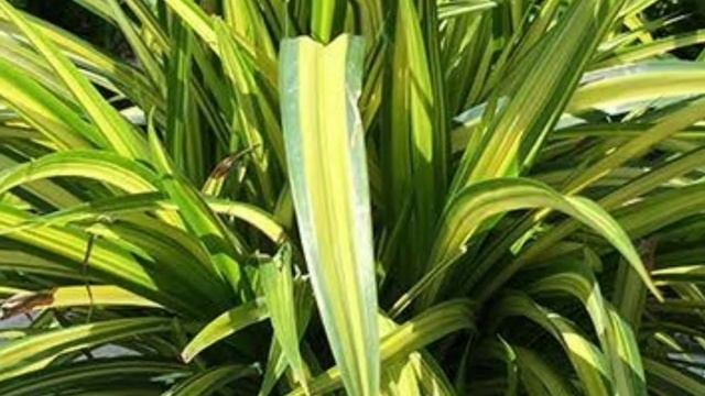 PANDANUS VEITCHII | പാന്റാനസ് വെയ്ച്ചിയേ | Attractive plant for indoors and outdoors смотреть онлайн
