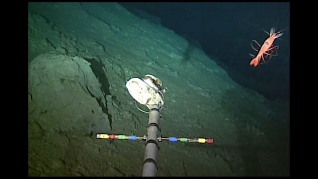 Kermadec Trench - 5100m-6191m - Decapods смотреть онлайн