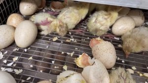 Вывод индюка в Воронежском инкубаторе. Когда нужно вынимать птенца из инкубатора. Наклев и выход.