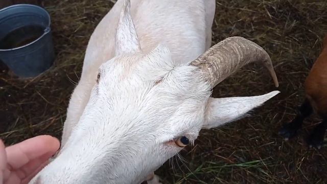 Какой он, фурункулез