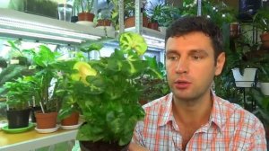 Сингониумы  /Обзор моей коллекции