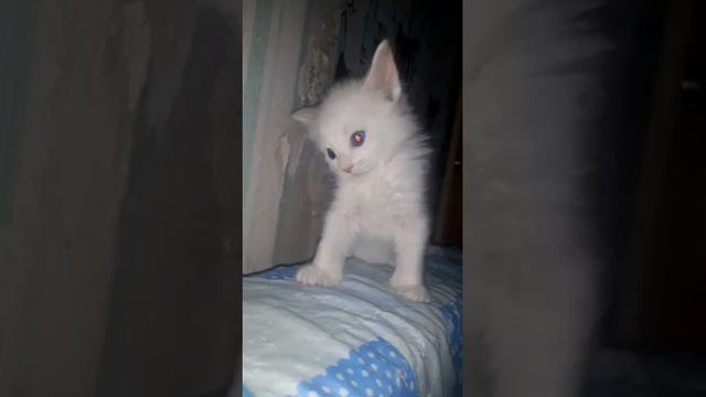 кошки кудрявые . как назовём пароду? ?? смотреть онлайн