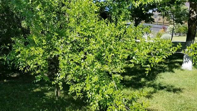 Азимина спеет | Жизнь в Адлере смотреть онлайн