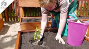 Посадка перца в открытый грунт хитрый способ  ✔️