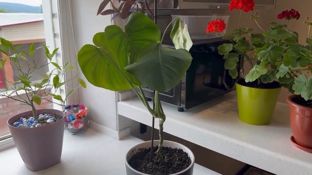 Монстера смотреть онлайн