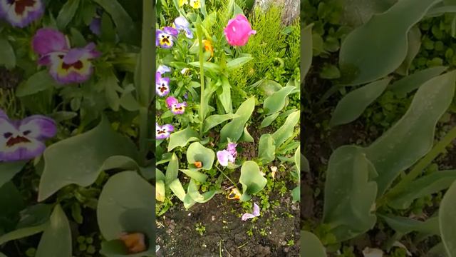 Уход за тюльпанами смотреть онлайн