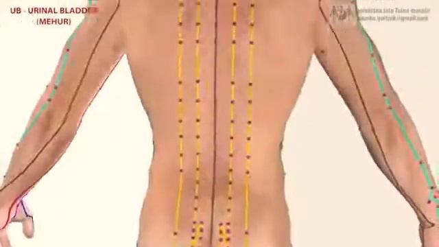 Меридиан мочевого пузыря 膀胱, большой ян 太阳. Китайская медицина смотреть онлайн